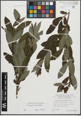 Foto von Salix appendiculata Vill.